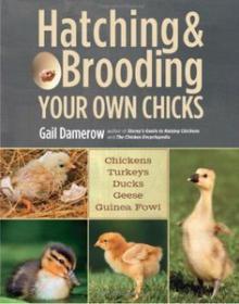 Hatching & Brooding Your Own Chicks