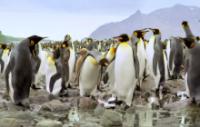 Adventures of the Penguin King 2012 720p HDTV x264-BATV[et]