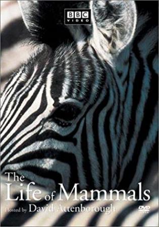 The Life of Mammals (2002) Season 1 S01 + Extras (576p DVD x265 HEVC 10bit AC3 2.0 afm72)