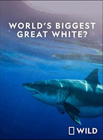 Worlds Biggest Great White Shark (2019) [1080p] [WEBRip] [5.1] [YTS]