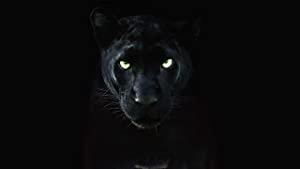 The Real Black Panther 2020 720p WEB h264-KOGi[rarbg]