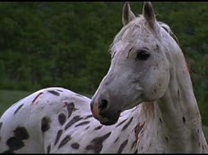 Heartland S02E01 Ghost Horse 1080p BluRay DDP5.1 H.264-NTb[TGx]