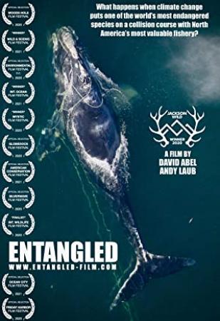 Entangled The Race to Save Right Whales from Extinction 2020 1080p AMZN WEBRip DDP2.0 x264-MRCS