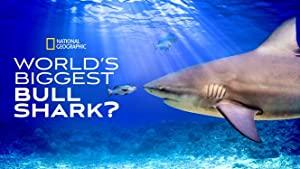 Worlds Biggest Bull Shark 2021 720p WEBRip x264-CAFFEiNE[rarbg]