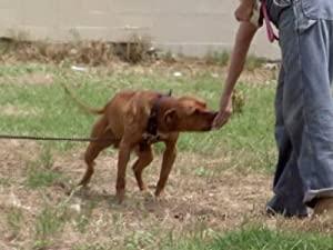 Pit Bulls and Parolees S01E03 Whiteout HDTV XviD-MOMENTUM [NO-RAR] - 