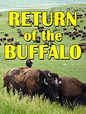 The Return Of The Buffalo Restoring The Great American Prairie (2008) [720p] [WEBRip] [YTS]