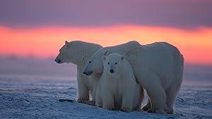 Polar bears 720p web h264