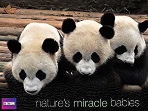 [ Hey visit  ]Miracle Babies 2014 S01E01 PDTV x264-BARGE