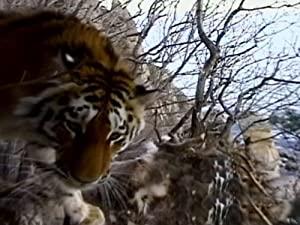 Nature S31E01 Siberian Tiger Quest PROPER XviD-AFG