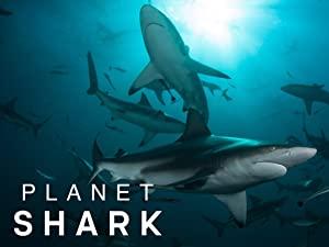Planet Shark S01E01 Ultimate Predator 1080p AMZN WEB-DL DDP2.0 H.264-NTb[TGx]