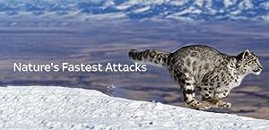Natures fast attacks s01e02 1080p web h264-cbfm[eztv]