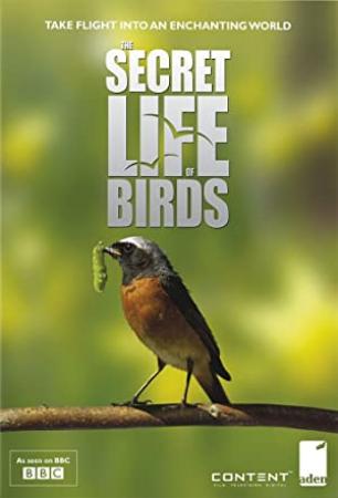 The Secret Life of Birds 1of5 Dawn Chorus BDRip x264 [MVGroup org]