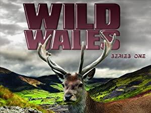 Wild Wales 1of3 The Beautiful South x264 HDTV [MVGroup org]