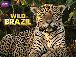 Wild Brazil 1of5 The Fragile Forest 720p BDrip x264 AAC MVGroup Forum