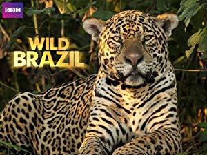 Wild Brazil 2of3 Facing the Flood x264 HDTV [MVGroup org]