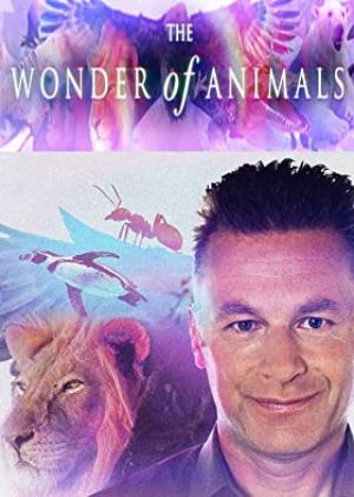 The Wonder Of Animals S01E02 Bears 720p HDTV x264-C4TV[et]