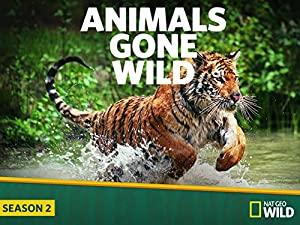 Animals Gone Wild 2of6 Shock And Awe 720p HDTV x264 AAC