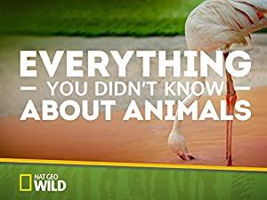 Everything You Didnt Know About Animals S01E05 Tigers Rhinos and Naked Mole Rats 480p x264-mSD