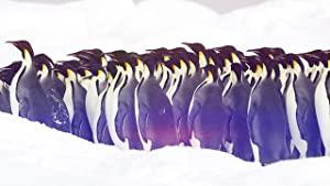 The Wonder Of Animals S01E01 Penguins 720p HDTV x264-C4TV - [ GloHD ]