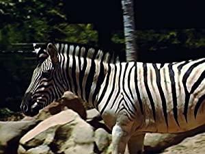 Animals Gone Wild 2of6 Shock And Awe 720p HDTV x264 AAC
