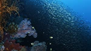Wild Window Bejeweled Fishes 2016 1080p WEB h264-DOCiLE[rarbg]