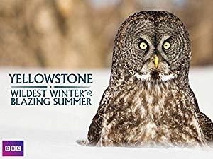 Yellowstone Wildest Winter To Blazing Summer S01E01 WEB-DL x264 AAC-TVC