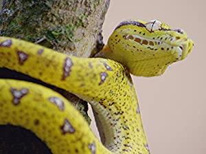 Secrets of Wild Australia Series 1 1of7 Snakes 1080p HDTV x264 AAC