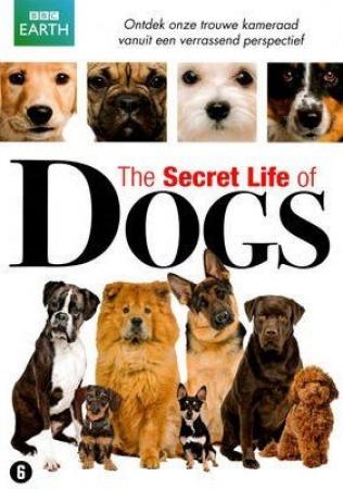 Secret Life of Dogs S04E01 Mans Best Friend ITV WEBRip AAC2.0 x264-RTN - [SRIGGA]