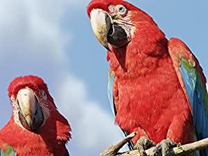 Brazil Untamed Series 1 2of5 Bird Paradise 1080p HDTV x264 AAC