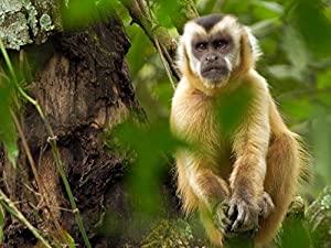Brazil Untamed S01E01 Monkey Garden 720p WEB h264-CAFFEiNE[eztv]