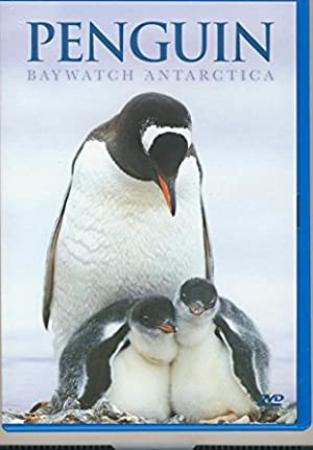 Penguin Baywatch Antarctica 2005 DVDRip x264-ARiES