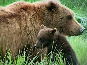 Animal Fight Night S02E02 Grizzly Bears Guanacos Beetles