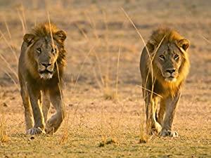 Africas Hunters Series 2 3of6 Kings of Nsefu 1080p HDTV x264 AAC