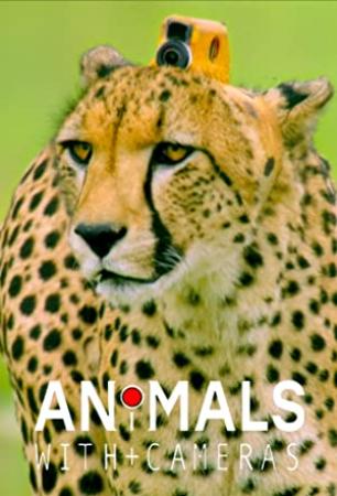 Animals With Cameras S01 1080p WEBRip x265-INFINITY