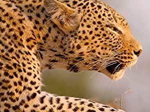 Africas Hunters Series 1 2of6 A Leopards Last Stand 1080p HDTV x264 AAC