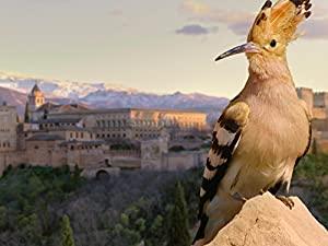 Wild Castles S01E04 Alhambra-The Oasis in the Desert XviD-AFG[eztv]